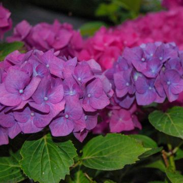 Hydrangea macrophylla Renate Steiniger