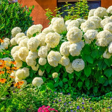 Hydrangea Annabelle