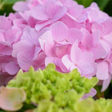 Hydrangea macrophylla Bouquet Rose