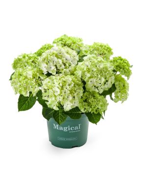Hydrangea Magical Noblesse