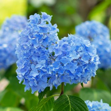 Hortensia 'Little XS Blue'