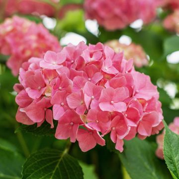 Hortensia 'Little XS Pink'