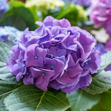 Hortensia 'Little XS Purple'