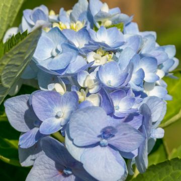 Hydrangea macrophylla Bodensee