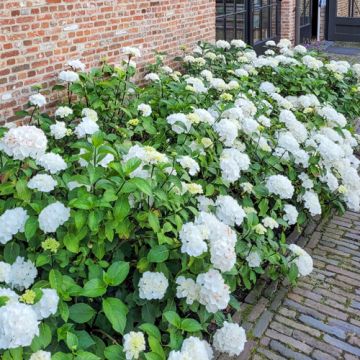 Hydrangea macrophylla Soeur Therese
