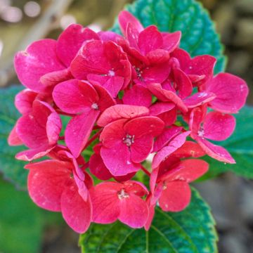 Hydrangea Merveille Sanguine