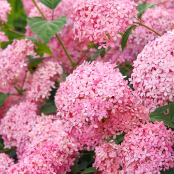 Hydrangea Pink Annabelle