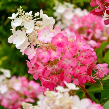 Hydrangea paniculata Pinky Winky