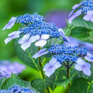 Hydrangea serrata Blue Deckle