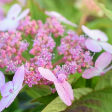 Hydrangea serrata Bluebird