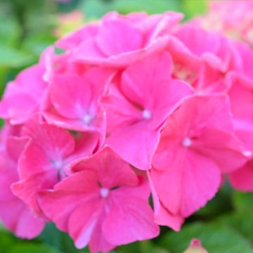 Hydrangea serrata Preziosa