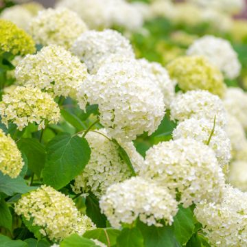 Hydrangea Strong Annabelle