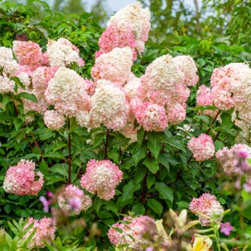 Hydrangea paniculata Vanille Fraise