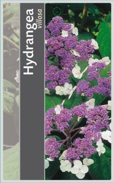 Hortensia villosa