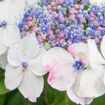 Hydrangea White Wave