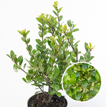 Ilex crenata Caroline Upright