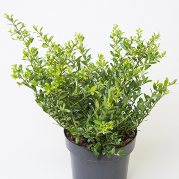Ilex crenata Glory Gem