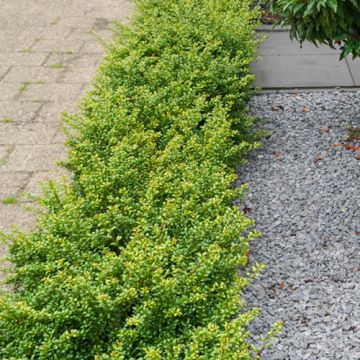 Ilex crenata Green Hedge