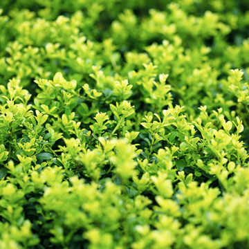 Ilex crenata Green Lustre