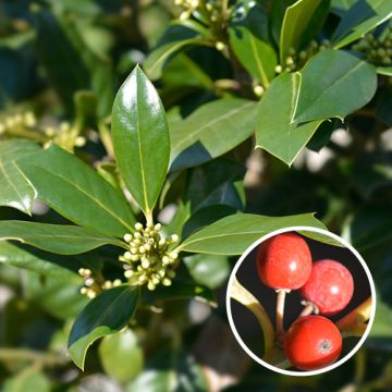 Ilex Nellie R. Stevens