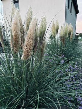 Cortaderia selloana Pumila