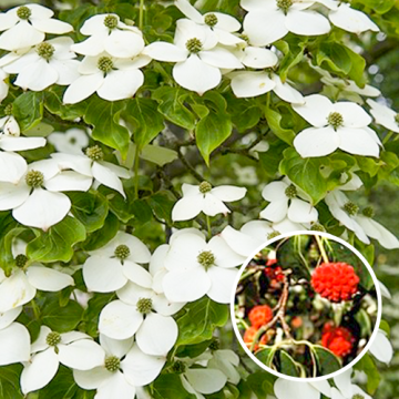 Japanse grootbloemige kornoelje