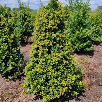 Ilex crenata Dark Green Piramide 