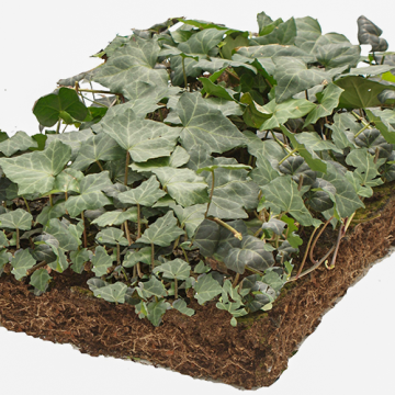 Hedera matten