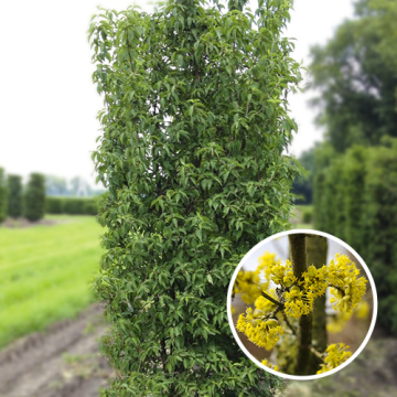 Kant en klaar haag blokvorm Cornus mas