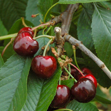 Kersenboom Bigarreau Burlat