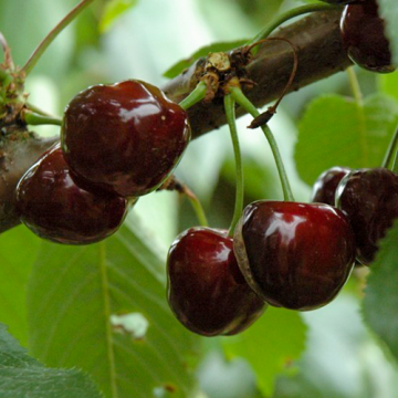 Kersenboom Van