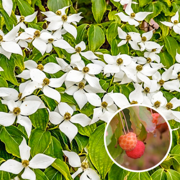 Kornoelje Cornus kousa 'Chinensis'