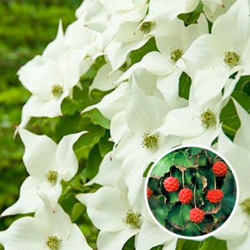 Kornoelje Cornus kousa 'Milky Way'