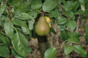 Perenboom Kruidenier