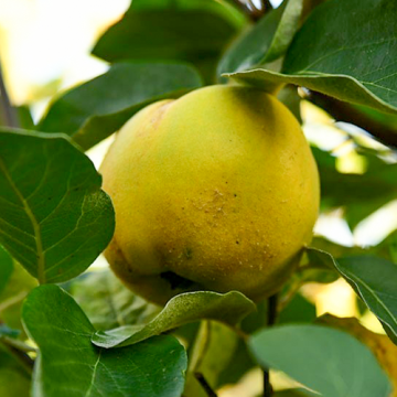 Kweepeer Appelvorm Leskovacz