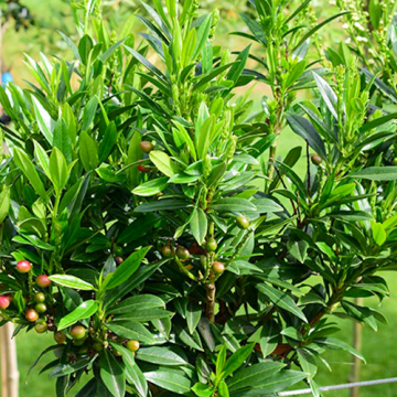 Laurierkers 'Gajo'