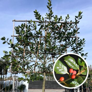 Leiboom Ilex ‘Nellie R. Stevens’