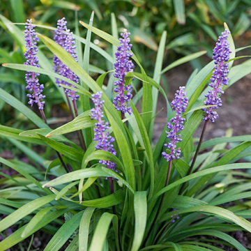 Liriope muscari Moneymaker