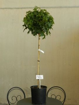 Bol Liquidambar 'Gum Ball'