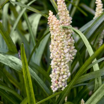 Liriope muscari Monroe White