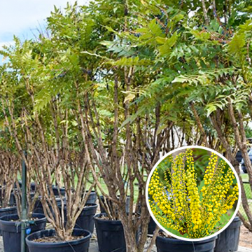 Mahonia Meerstammig