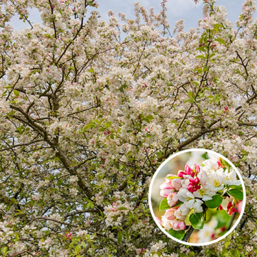 Malus Evereste