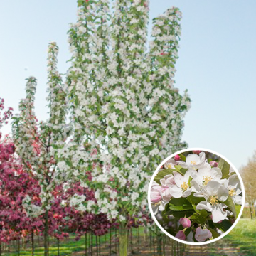 Malus Red Sentinel (sierappel)