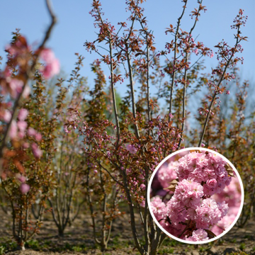 Meerstammige Japanse sierkers