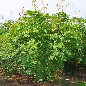 Meerstammige Koelreuteria paniculata