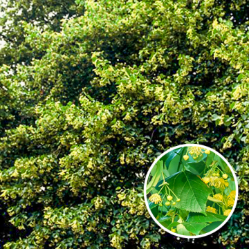 Meerstammige Tilia Cordata