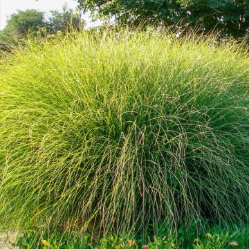 Miscanthus sinensis Gracillimus