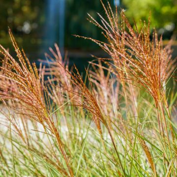 Miscanthus sinensis Red Chief