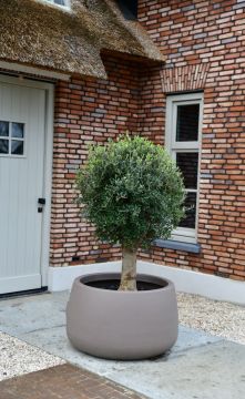 Olijfboom Bonsai ‘Florida’ in schaal