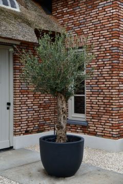 Olijfboom Bonsai ‘New Jersey’ L